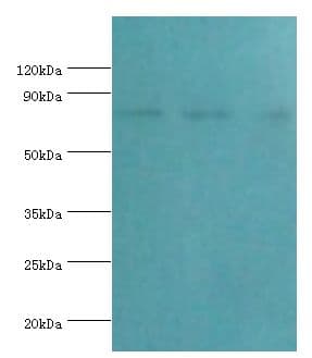 CAPN1 / Calpain 1 Antibody (aa20-330)