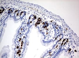Monoclonal Mouse BrdU Antibody (clone 8B8, IHC, IF)