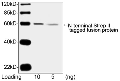 Monoclonal Mouse Streptavidin Antibody (clone 5A9F9, IF, WB)
