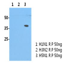 Influenza A Virus H5N1 Antibody (clone AT2B7)