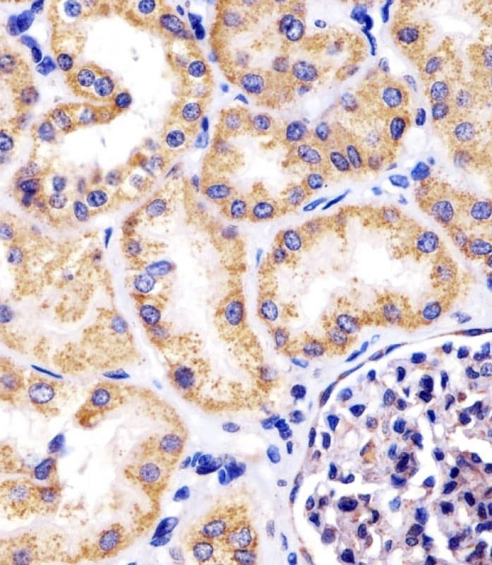 HSPD1 / HSP60 Antibody