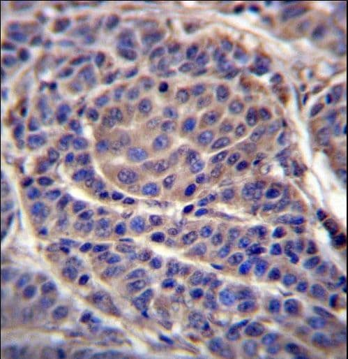 CA6 / Carbonic Anhydrase 6 Antibody (aa238-267)