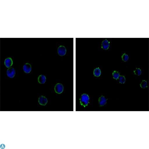 Monoclonal Mouse anti-Human CD19 Antibody (IF)