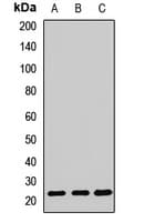 PPIC / Cyclophilin C Antibody