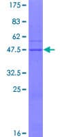 Human NUP62CL Protein (Recombinant GST)