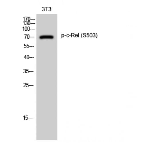 REL / C-Rel Antibody (440-520 aa)