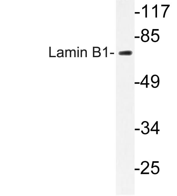 LMNB1 / Lamin B1 Antibody (Leu75)