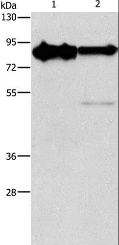 KIF3A Antibody