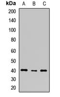 SHARPIN Antibody