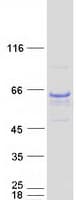 Human GIT2 Protein (Recombinant Myc-DDK (Flag))