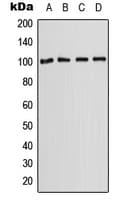 IHC-plus™ SLC22A2 Antibody (C-Terminus)