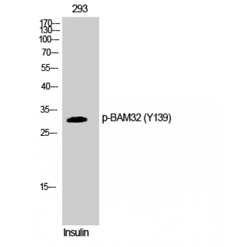 DAPP1 / BAM32 Antibody (80-160 aa)