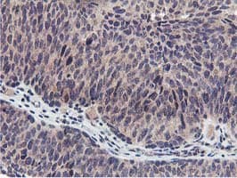 Monoclonal Mouse anti-Human MIER2 Antibody (clone OTI3G7, aa1-296, IHC, WB)