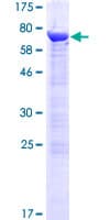 Human PHAX Protein (Recombinant GST)