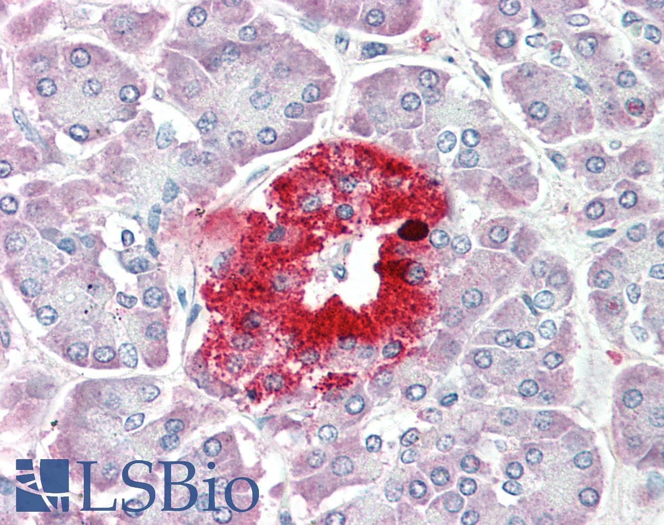 IHC-plus™ Polyclonal Goat anti-Human PCSK1N / PROSAAS Antibody (aa182-193, IHC)