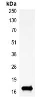 HIST1H3H Antibody