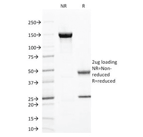 ZAP70 Antibody (clone ZAP70/2047, Azide-free, BSA-free)