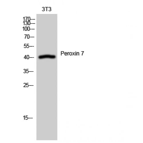 PEX7 Antibody (180-260 aa, Internal)