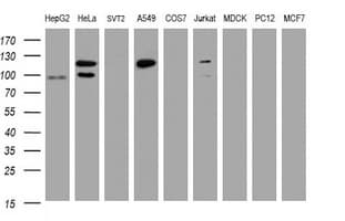 SF3A1 / SF3A120 Antibody (aa249-568, clone OTI2C4, Carrier-free)