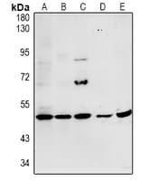 PPP1R16A Antibody