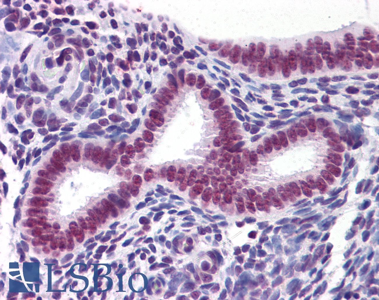 PathPlus™ CBFA1 / RUNX2 Antibody (clone 4D5)