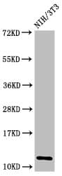 Polyclonal Rabbit anti-Human HIST1H4I Antibody (IHC, IF, WB)