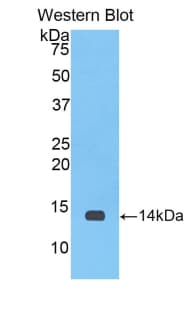 MIF Antibody (aa4-112)