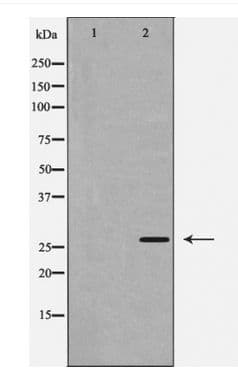 CASP1 / Caspase 1 Antibody