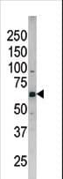 CDC25B Antibody (phospho-Ser187)