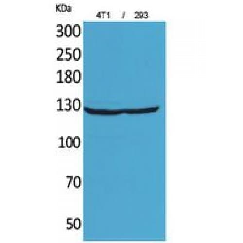 ITGAD / CD11d Antibody (901-950 aa, Internal)