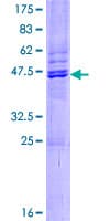 Human PRAP1 Protein (Recombinant GST)