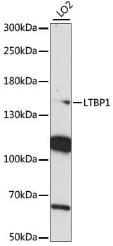 LTBP1 / LTBP-1 Antibody