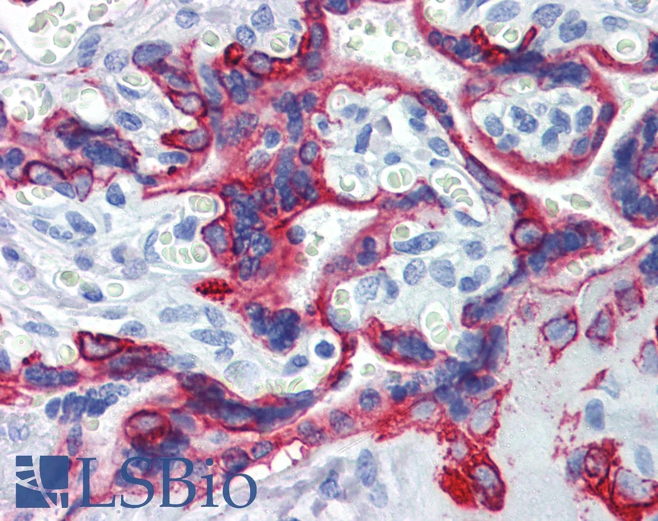 PathPlus™ Pan Cytokeratin Antibody (clone 7H8)
