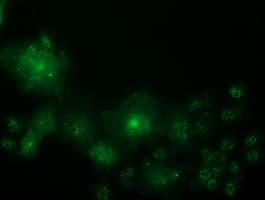 OSBPL11 Antibody (clone OTI2F6, Carrier-free)