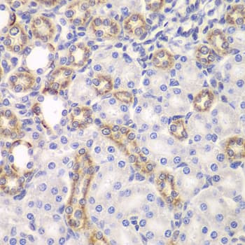 KEAP1 Antibody