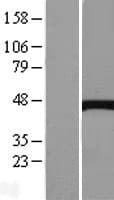 CTH / Cystathionase Protein (Over-Expression Lysate Myc-DDK (Flag))