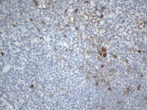 TNFRSF4 / CD134 / OX40 Antibody (clone UMAB276)