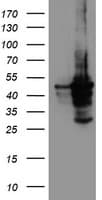 CYP2A6 Antibody (clone OTI5F8)
