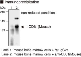 ITGB3 / Integrin Beta 3 / CD61 Antibody (clone 1-55-4)