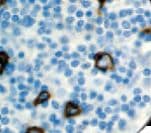 SSEA-1 / Lewis x / CD15 Antibody (Ready-to-Use)