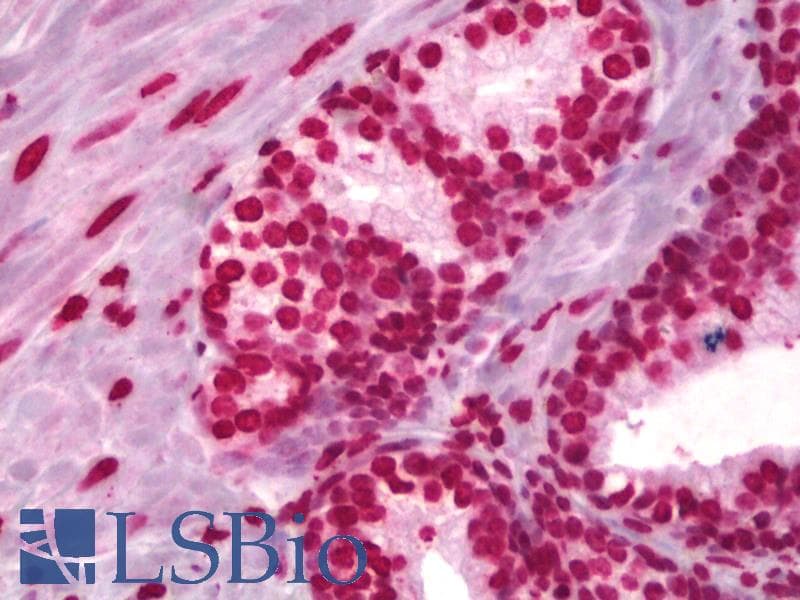 IHC-plus™ Polyclonal Sheep Histone H3 Antibody (IHC, WB)