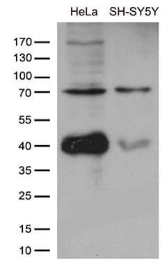APPL2 Antibody (clone OTI1H8)