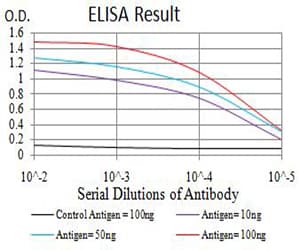 CDC37 Antibody (clone 6B3B5)