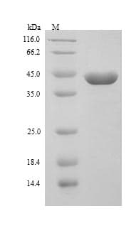 Mouse THG-1 / TSC22D4 Protein (Recombinant 6His, N-terminus)