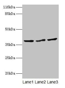 CRYZL1 Antibody