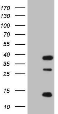 Monoclonal Mouse anti-Human CLOCK Antibody (clone OTI2H7, aa1-285, IHC, WB)
