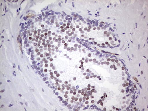 NR1I3 / CAR Antibody (aa1-236, clone OTI10F9)
