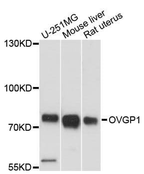 OVGP1 / Oviductin Antibody