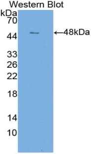 CLDN1 / Claudin 1 Antibody (aa50-197)