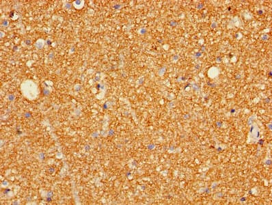 GRIA3 / GLUR3 Antibody (aa151-250)